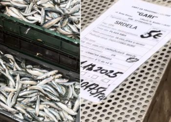 “LIP RUČAK ZA PET EURA” Skromna ponuda sa splitske peškarije