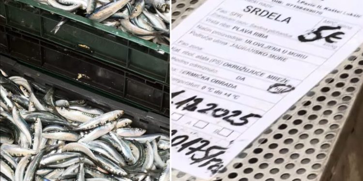 “LIP RUČAK ZA PET EURA” Skromna ponuda sa splitske peškarije