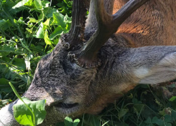 Lovac pokušao ustrijeljenog srndaća prenijeti preko granice na Ivanici, osuđen na pola godine uvjetno