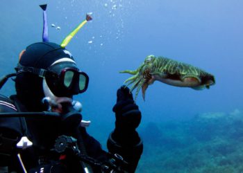 MIR&TIŠINA Postoje dobri razlozi zbog kojih ronioci žude za svijetom ispod površine