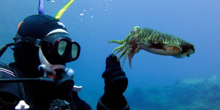 MIR&TIŠINA Postoje dobri razlozi zbog kojih ronioci žude za svijetom ispod površine