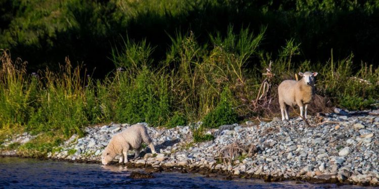 Pastir iz Maroka čuva stado ovaca na jugu Istre