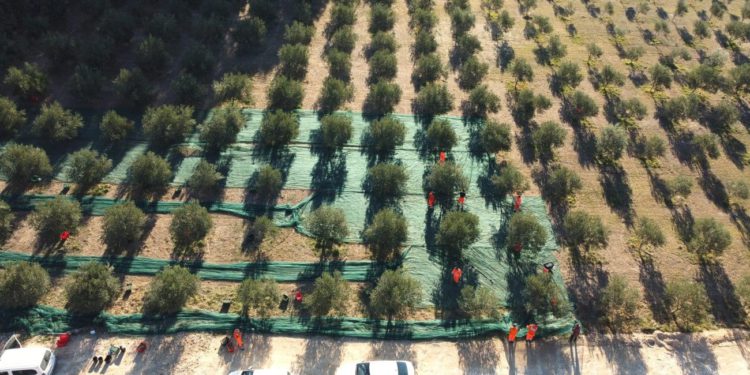 Poljoprivredno-braniteljska zadruga Lintar završila ovogodišnju berbu