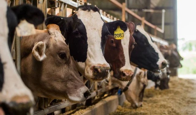 Potvrđen antraks u BiH | Vijesti Hercegovina.Info