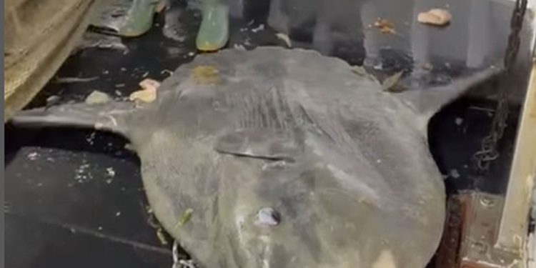 Ribari kod Splita spasili morskog diva od 200 kg, iskidali su mrežu i vratili ga u more