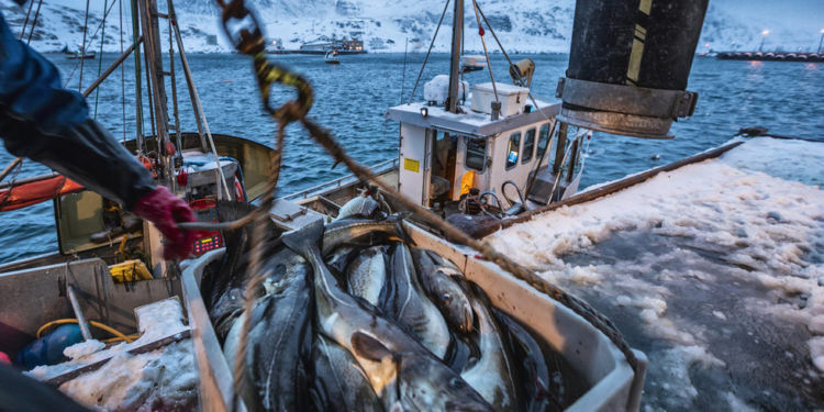 Ruski morski plodovi i dalje se prodaju u EU unatoč oštrim sankcijama – Euractiv — RT Business News