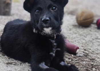 Šibenske šape organiziraju kreativnu dobrotvornu akciju: naslikajte svog ljubimca i tako pomozite Udruzi