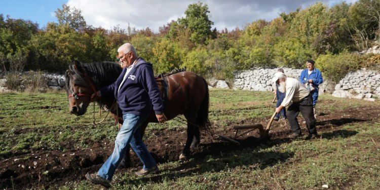 Slobodna Dalmacija – U općini Zagvozd, u zaselku Bakote Biokovskog Sela, i danas živi običaj sadnje žitarica na starinski način