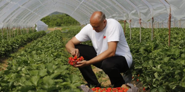 Slobodna Dalmacija – Uskoro će se izbrisati stotine OPG-ova?! Panika u Zagori; obitelji bi mogle izgubiti poticaje. Hitno dostavite papire