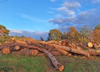 ŠOK I NEVJERICA Na rovinjskom području Laste posječeno stotine stabala: "Ovo je na 100 mjetara od mora!"