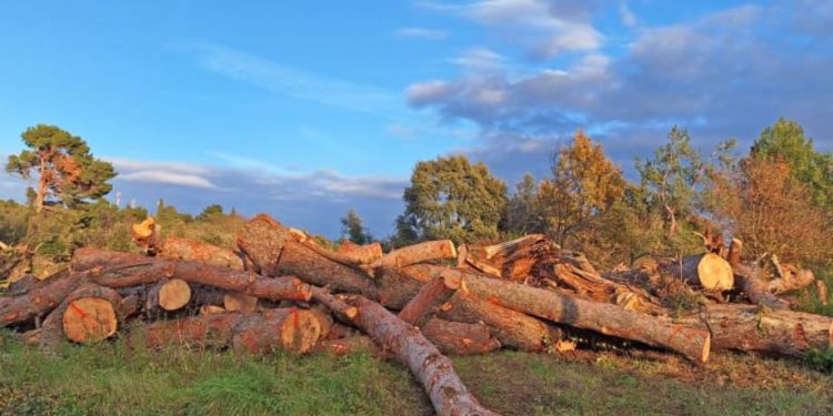 ŠOK I NEVJERICA Na rovinjskom području Laste posječeno stotine stabala: "Ovo je na 100 mjetara od mora!"