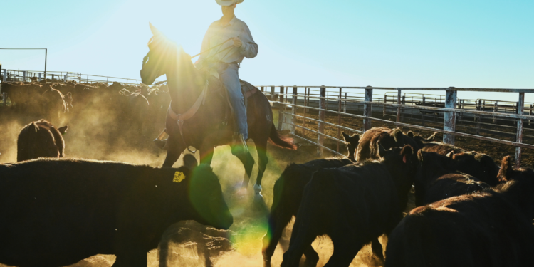 Teksaški stočar pozdravlja Trumpov ponovni fokus na profitne marže