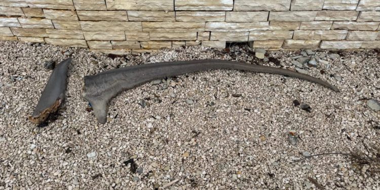 U blizini paškog mosta netko bacio peraje zaštićenog morskog psa