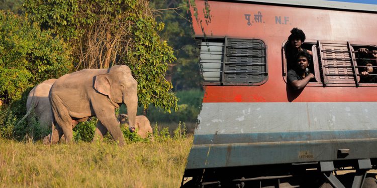 Vlak udario u krdo slonova u sjeveroistočnoj Indiji, ubio 7 slonova