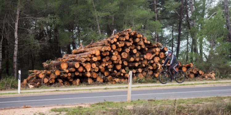 Zadarski – Hrvatske šume tužile mještanina Bruške da je posjekao čak 686 stabala, a sud mu presudio da plati tek