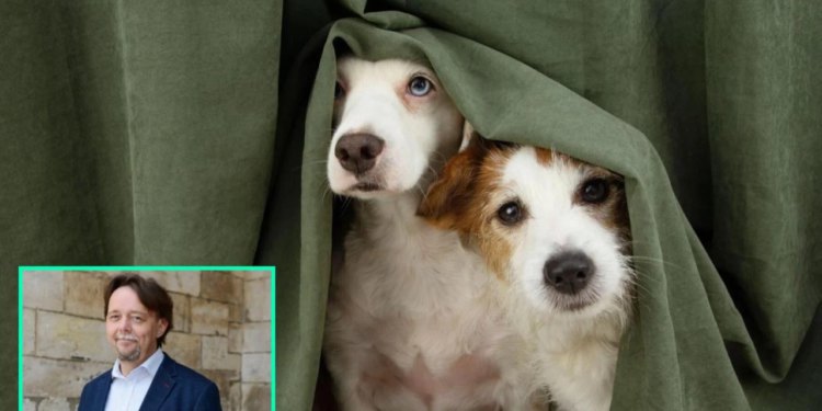 Zaustavite teror petardavanja! Kućni ljubimci jednostavno nemaju sposobnost da ignoriraju taj užas, oni se istinski boje i to je činjenica!