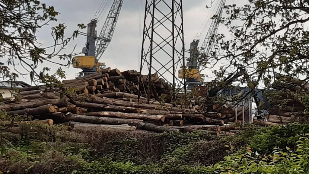 kinezi,sječa šume,trupci,drvo,sirovine