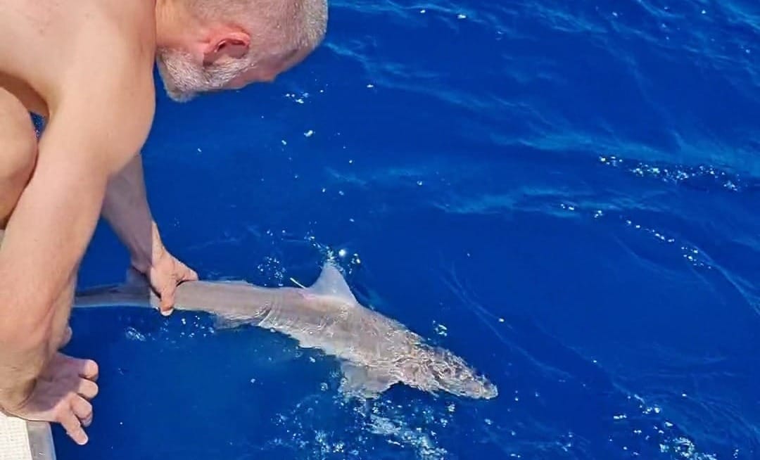 Kada društvene mreže postanu „znanost“ – Zašto je točnost ključna za očuvanje morskih pasa?