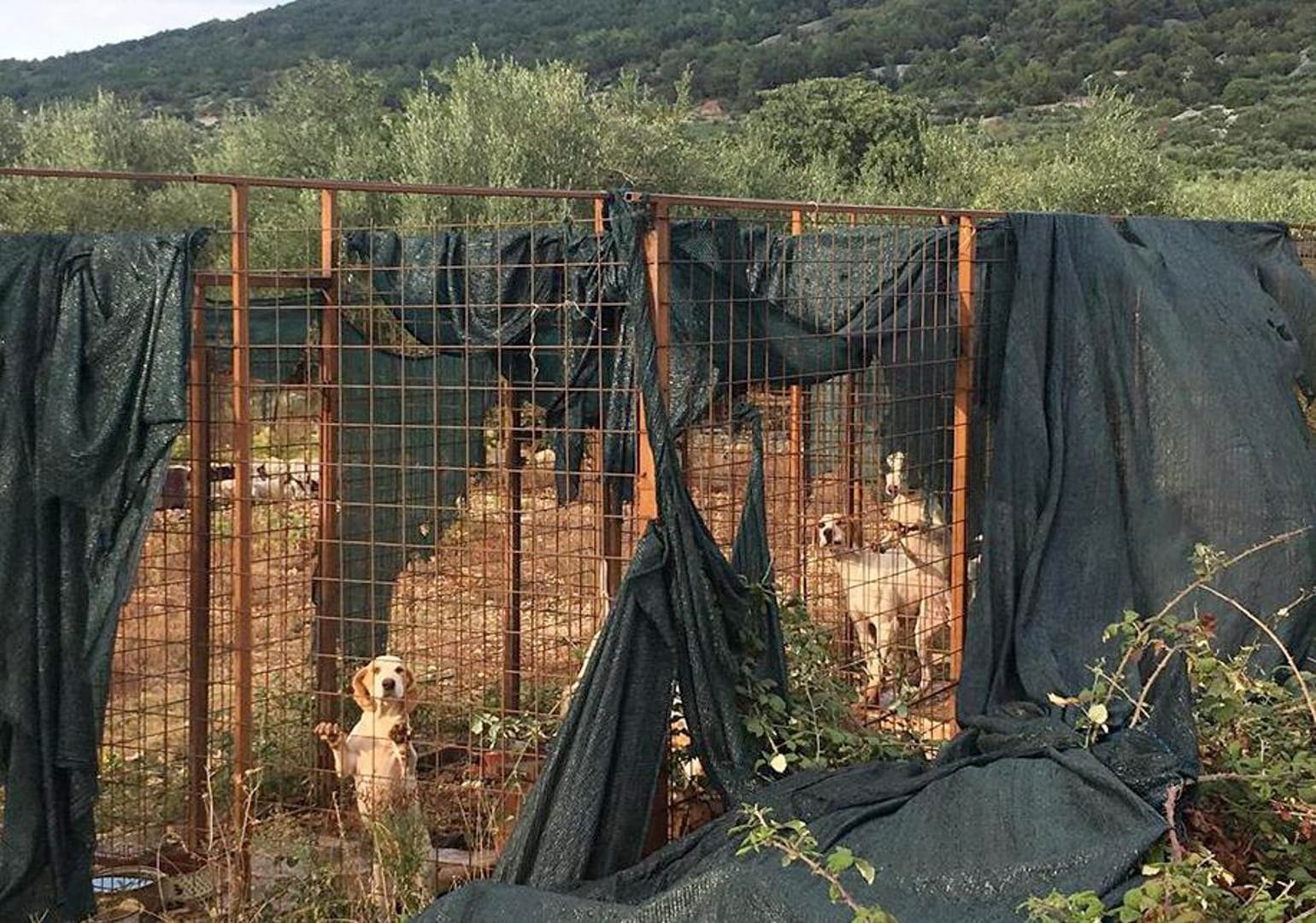ZLOSTAVLJANJE ŽIVOTINJA ?! Otočanka: "U brdima iznad Cresa, izolirani u kavezima ovi psi čekaju buru i minuse!"