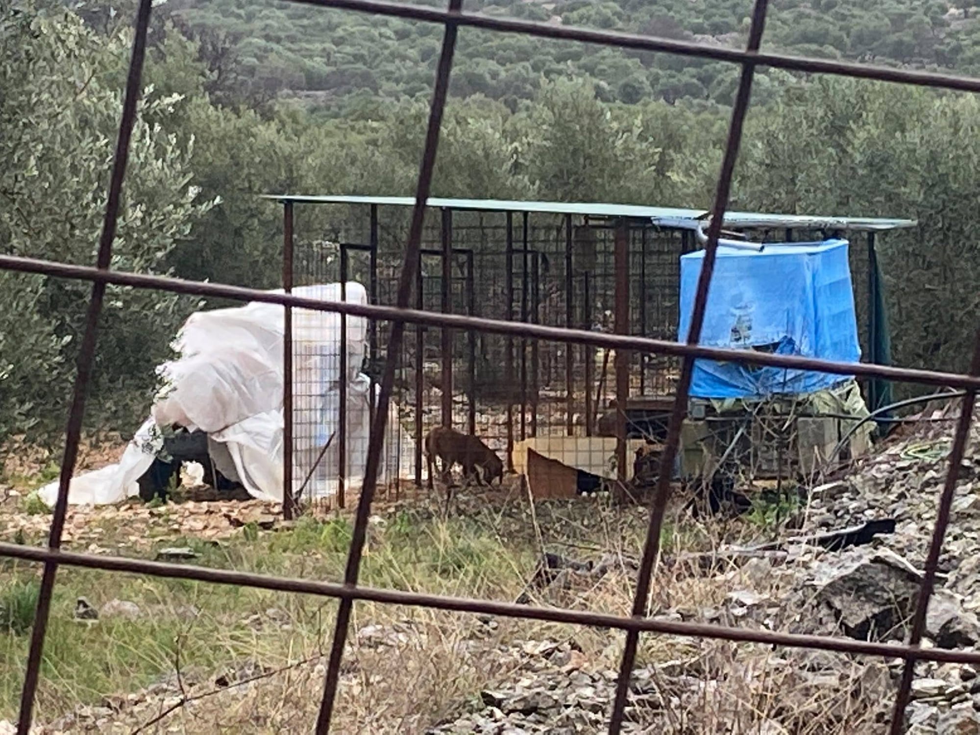 ZLOSTAVLJANJE ŽIVOTINJA ?! Otočanka: "U brdima iznad Cresa, izolirani u kavezima ovi psi čekaju buru i minuse!"