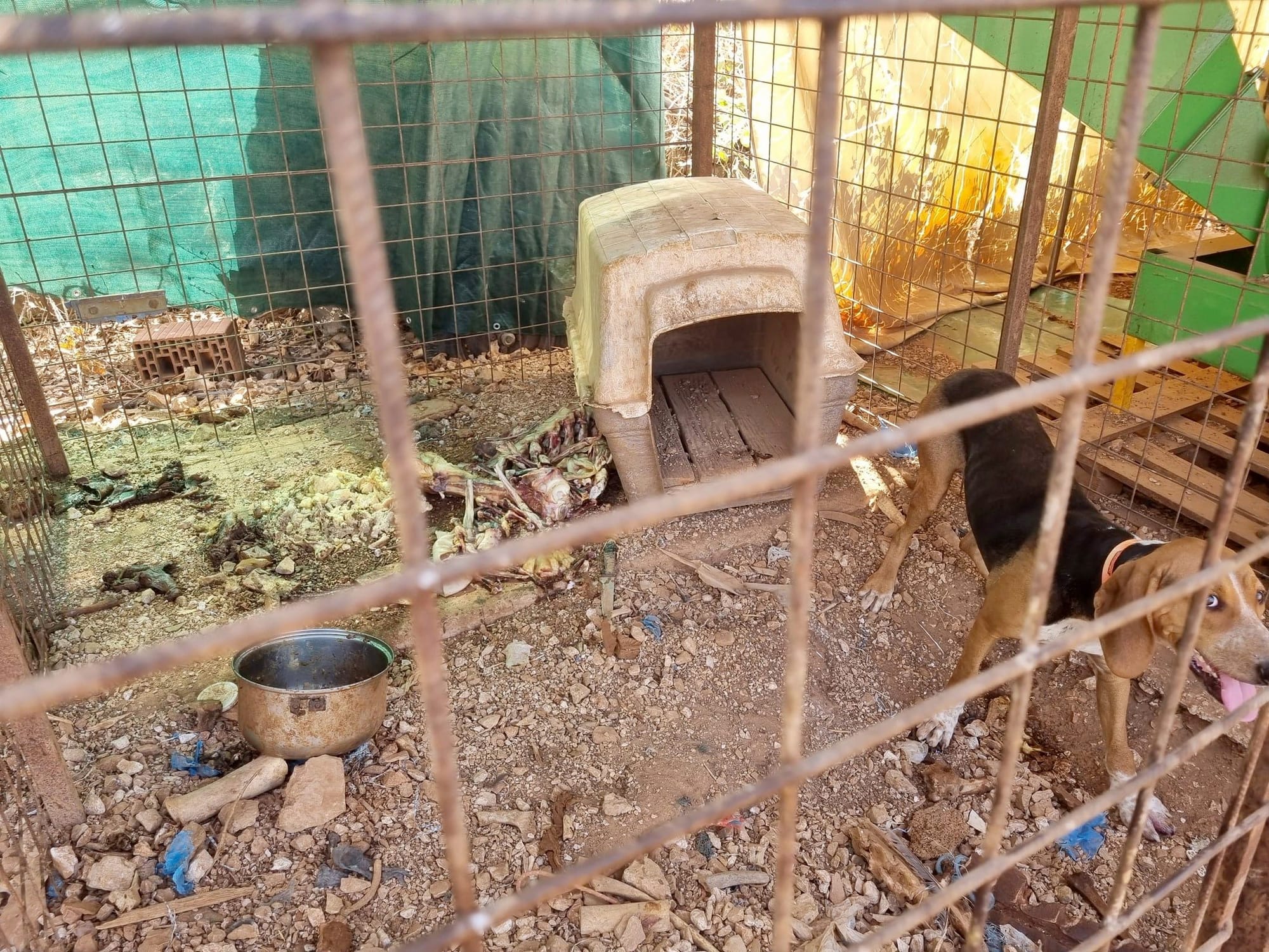 ZLOSTAVLJANJE ŽIVOTINJA ?! Otočanka: "U brdima iznad Cresa, izolirani u kavezima ovi psi čekaju buru i minuse!"