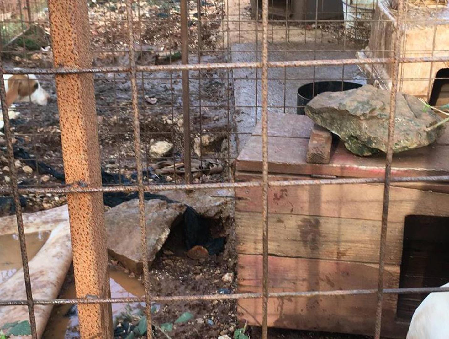 ZLOSTAVLJANJE ŽIVOTINJA ?! Otočanka: "U brdima iznad Cresa, izolirani u kavezima ovi psi čekaju buru i minuse!"