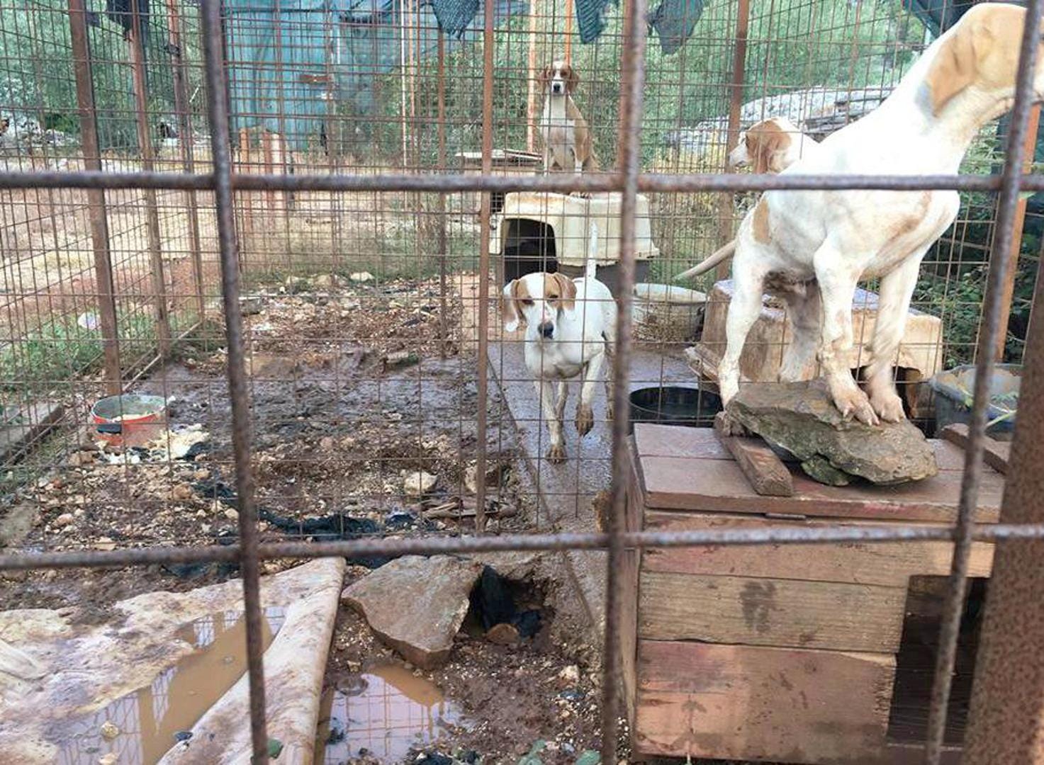 ZLOSTAVLJANJE ŽIVOTINJA ?! Otočanka: "U brdima iznad Cresa, izolirani u kavezima ovi psi čekaju buru i minuse!"