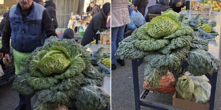 ATRAKCIJA S PAZARA Ovaj XXL kupus ukrao je pozornost prolaznika: “Ovo je za cijelu zgradu”