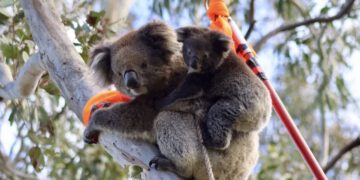 Dilema s kojom se suočavaju australski zaštitari koala – previše koala