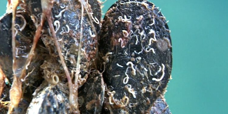 Državne potpore za štetu na uzgajalištima dagnji i za privremeni prestanak ribolova srdelarama za siječanj