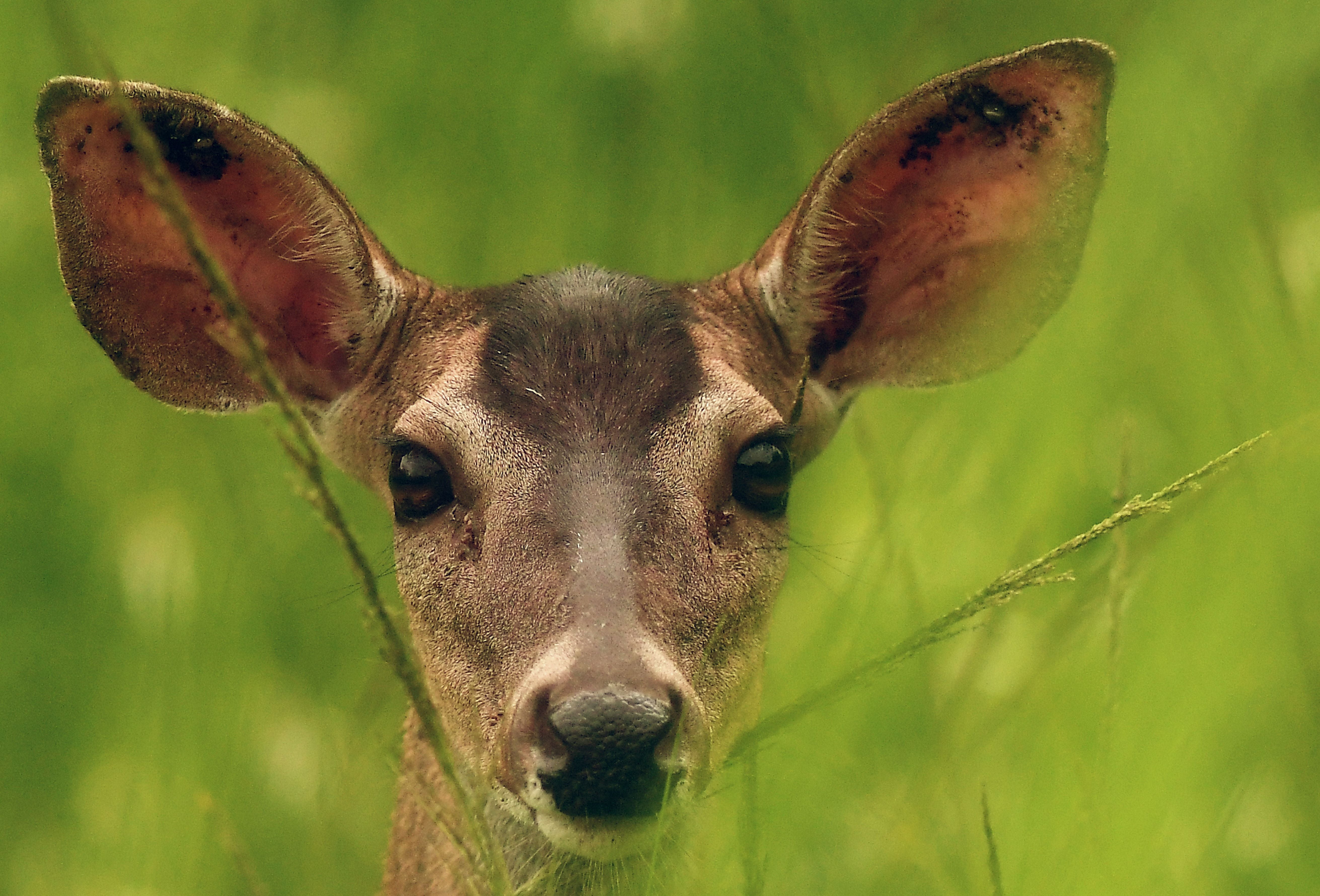 Aktivisti za prava životinja u Arlingtonu, Virginia, bore se protiv planova lokalnih dužnosnika da koriste strijelce za smanjenje populacije jelena u okrugu, navodi se u izvješću