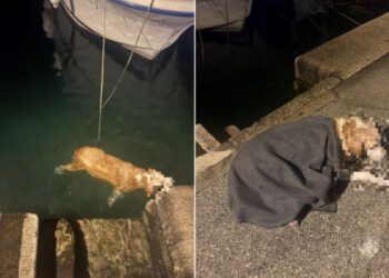 Heroji u zoru: Korčulanski vatrogasci spasili psa iz mora