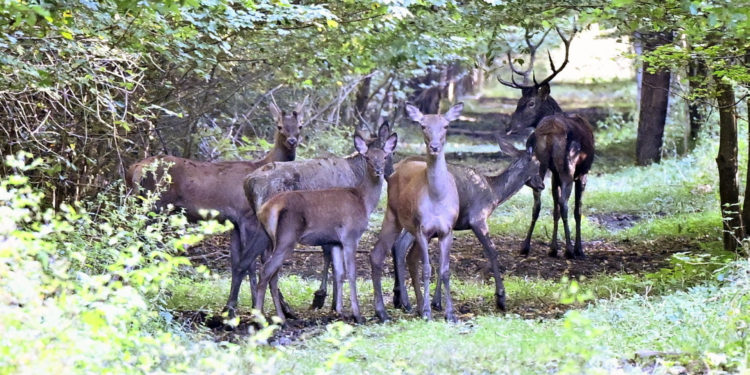 Hrvat udario srnu na cesti pa upao u neviđenu pravnu zavrzlamu: ‘Kad ću ja dobiti svoj novac?’