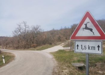 ISTRA Čak 21 nalet na divljač u nekoliko dana