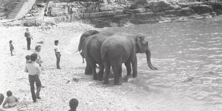 KAKVA FOTOGRAFIJE Vrijeme kada su se u Puli kupali slonovi!