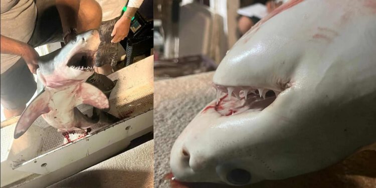 Kada društvene mreže postanu „znanost“ – Zašto je točnost ključna za očuvanje morskih pasa?