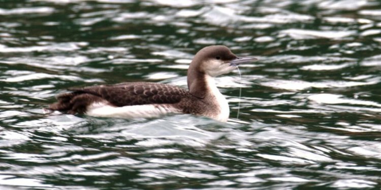 Ljubitelji ptica iz ‘Brkate sjenice’ naišli na neugodne prizore: ‘ Nismo im mogli pomoći. Ovo je dokaz koliko alati za lov i ribolov mogu naškoditi…’