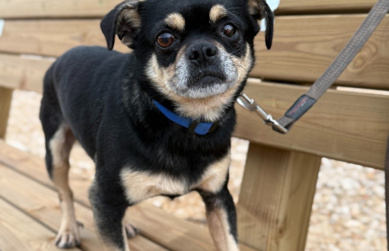 Malen, ali snažan: Ricky je ostavljen, a život u skloništu teško mu pada