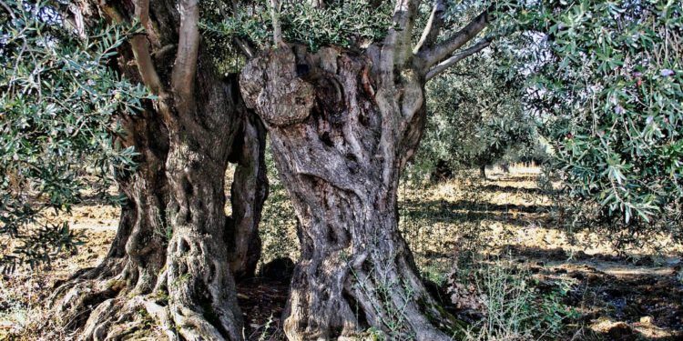 Noćnjak 2026. seli u Dubrovnik, poznato je do kada možete dostaviti svoje uzorke!