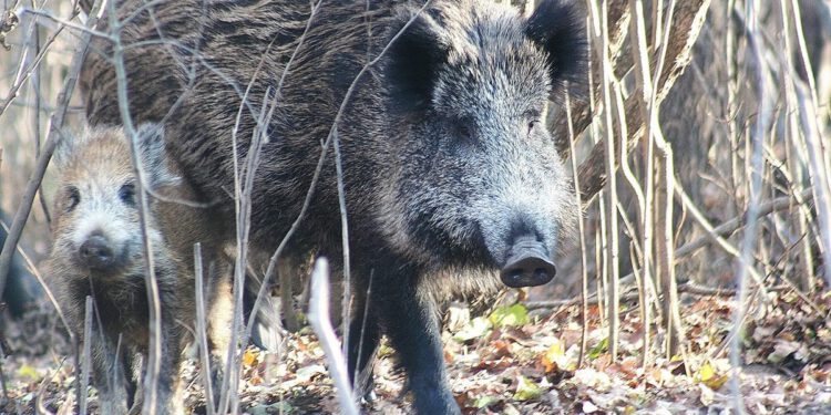 Od utorka kreće lov na divlje svinje, čagljeve i lisice u Vodnjanu