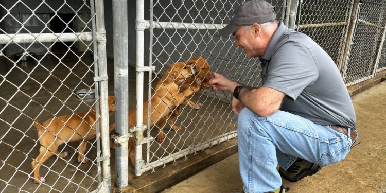 Organizacija za spašavanje životinja žuri spasiti više od 200 pasa prije nego što zimska oluja pogodi SAD