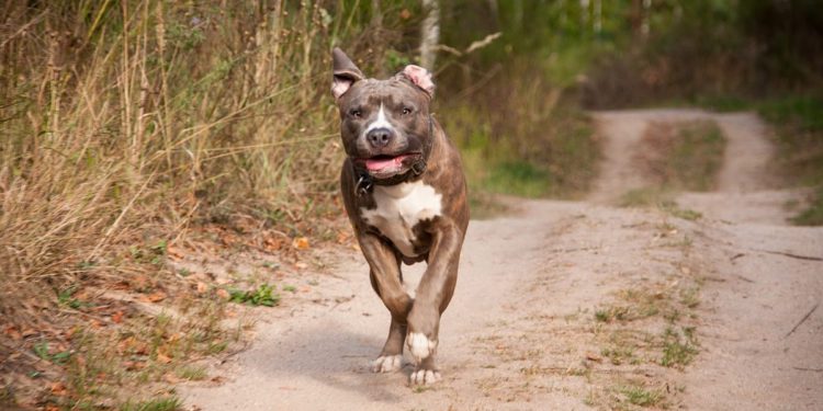 Pas ugrizao dijete na Drveniku Velom pa se oglasila lokalna GI: “Dosta je nemara”