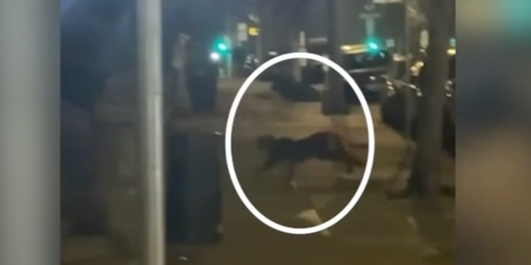 Planinski lav viđen kako luta rezidencijalnom četvrti San Francisca