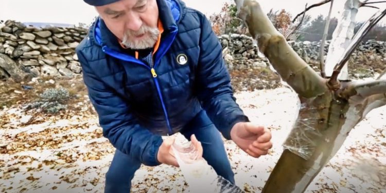 Poljoprivednici u dijelu Dalmacije očajni zbog ledene kiše, debeli sloj leda sve okovao: “Bože pomozi što će biti iza toga”