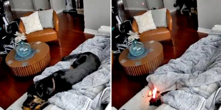 Požar u kući u Ottawi izazvao je pas koji je žvakao grijanu rukavicu od litijske baterije