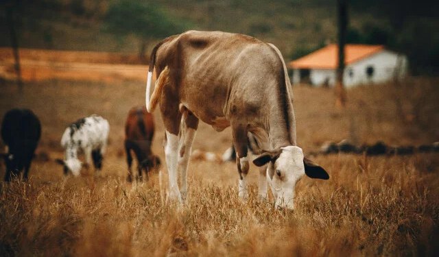 Proizvodnja hrane u BiH pred kolapsom: Mljekari gase farme, stočari bez novca za sjetvu, uvoz uništava domaćeg seljaka