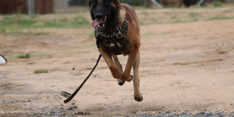 Psi u Šibeniku napali vlasnicu i njezinog psa