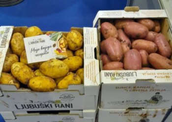 Sadnja ‘ljubuškog ranog’ krumpira pri samom kraju