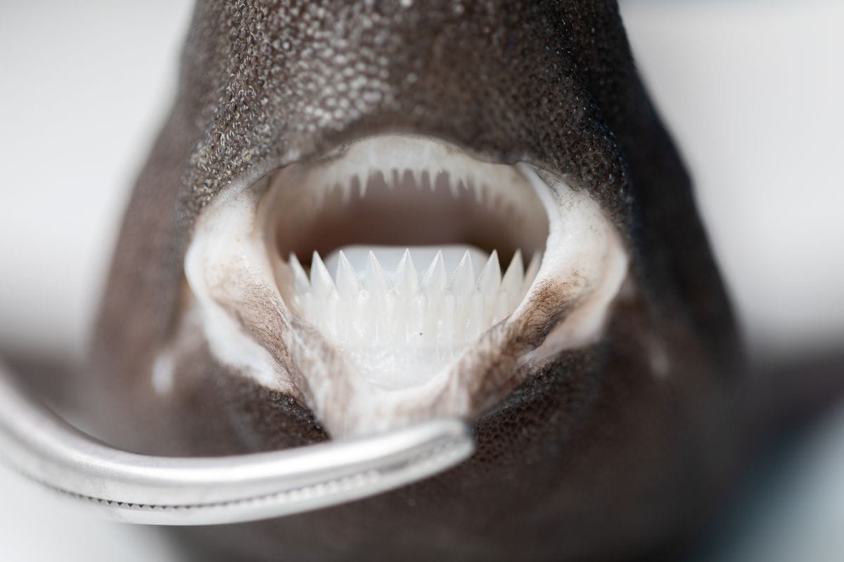 Kada društvene mreže postanu „znanost“ – Zašto je točnost ključna za očuvanje morskih pasa?