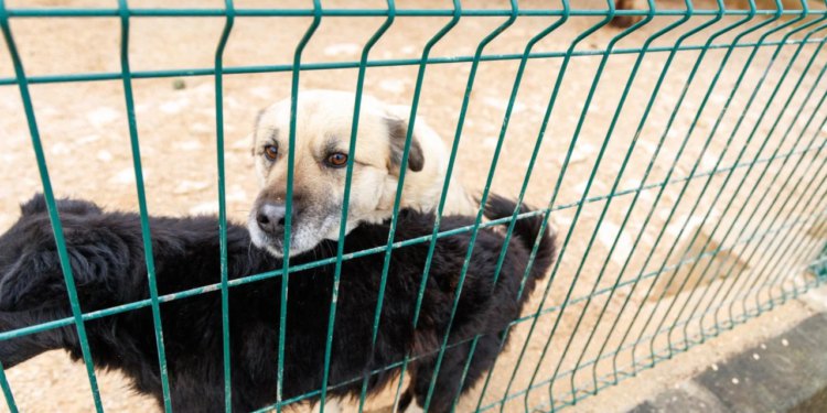 Slobodna Dalmacija – Split plaća prozivani azil u Šibeniku. Znate li koliko javnog novca smo dali skloništu koje je često pod skandalima?